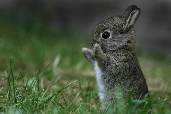cute bunny standing on hinde legs front paws up